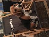Собаки, щенята Бігль, ціна 1000 Грн., Фото
