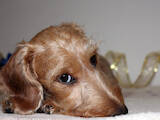 Собаки, щенята Жорсткошерста мініатюрна такса, ціна 15000 Грн., Фото