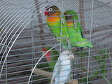 Попугаи и птицы Попугаи, цена 300 Грн., Фото