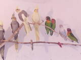 Папуги й птахи Папуги, ціна 300 Грн., Фото