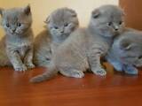 Кішки, кошенята Британська короткошерста, ціна 2500 Грн., Фото