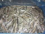 Продовольство Риба і рибопродукти, ціна 30 Грн./кг., Фото
