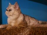 Кошки, котята Экзотическая короткошерстная, цена 5500 Грн., Фото