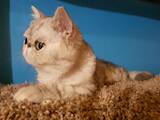 Кошки, котята Экзотическая короткошерстная, цена 5500 Грн., Фото