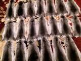 Грызуны Шиншиллы, цена 750 Грн., Фото