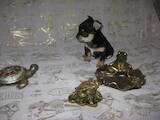 Собаки, щенята Чихуа-хуа, ціна 3000 Грн., Фото