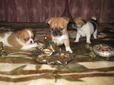 Собаки, щенята Чихуа-хуа, ціна 3000 Грн., Фото