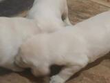Собаки, щенята Лабрадор ретрівер, ціна 3200 Грн., Фото
