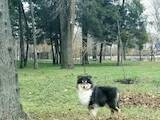Собаки, щенята Довгошерстий коллі, ціна 9000 Грн., Фото