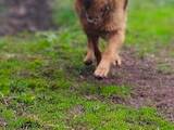 Собаки, щенки Немецкая овчарка, цена 2000 Грн., Фото