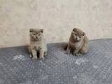Кішки, кошенята Шотландська висловуха, ціна 2000 Грн., Фото