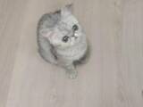 Кішки, кошенята Екзотична короткошерста, ціна 2500 Грн., Фото