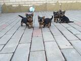 Собаки, щенята Йоркширський тер'єр, ціна 4000 Грн., Фото