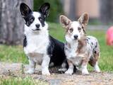 Собаки, щенята Вельш коргі кардіган, ціна 20000 Грн., Фото