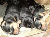 Собаки, щенки Разное, цена 4800 Грн., Фото