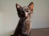 Кошки, котята Европейская короткошерстная, цена 20 Грн., Фото