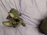 Кішки, кошенята Канадський сфінкс, ціна 6000 Грн., Фото