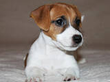 Собаки, щенки Джек Рассел терьер, цена 15000 Грн., Фото