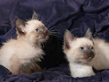 Кішки, кошенята Сіамська, ціна 950 Грн., Фото
