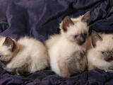 Кішки, кошенята Сіамська, ціна 950 Грн., Фото