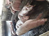 Тваринництво,  Сільгосп тварини Свині, ціна 50 Грн., Фото