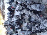 Птахівництво Кури, ціна 25 Грн., Фото