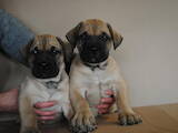 Собаки, щенята Канарський дог, ціна 23000 Грн., Фото