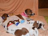 Собаки, щенки Джек Рассел терьер, цена 10000 Грн., Фото