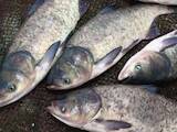 Продовольствие Рыба и рыбопродукты, цена 16 Грн./кг., Фото