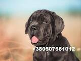 Собаки, щенята Кане Корсо, ціна 100000 Грн., Фото