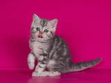 Кошки, котята Шотландская короткошерстная, цена 2400 Грн., Фото