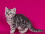Кішки, кошенята Шотландська короткошерста, ціна 2400 Грн., Фото