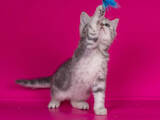 Кошки, котята Шотландская короткошерстная, цена 2400 Грн., Фото