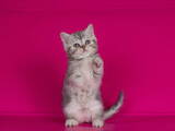 Кошки, котята Шотландская короткошерстная, цена 2500 Грн., Фото
