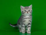 Кошки, котята Шотландская короткошерстная, цена 2300 Грн., Фото