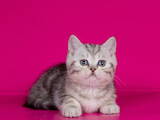 Кошки, котята Шотландская короткошерстная, цена 2300 Грн., Фото