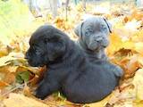 Собаки, щенки Кане Корсо, цена 5500 Грн., Фото