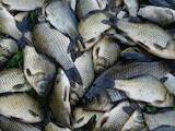 Продовольство Риба і рибопродукти, ціна 10 Грн./кг., Фото