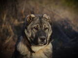 Собаки, щенята Кавказька вівчарка, ціна 4500 Грн., Фото