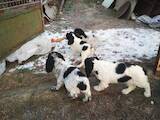 Собаки, щенята Російський спаніель, ціна 1200 Грн., Фото