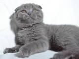 Кішки, кошенята Шотландська висловуха, ціна 8800 Грн., Фото