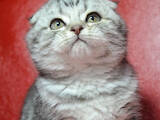 Кошки, котята Шотландская вислоухая, цена 12000 Грн., Фото