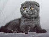 Кошки, котята Шотландская вислоухая, цена 8800 Грн., Фото