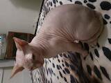Кошки, котята Донской сфинкс, цена 1000 Грн., Фото