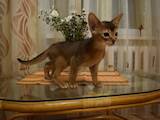 Кошки, котята Абиссинская, цена 14000 Грн., Фото