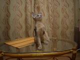 Кошки, котята Абиссинская, цена 14000 Грн., Фото
