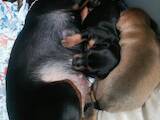 Собаки, щенята Пінчер, ціна 4000 Грн., Фото
