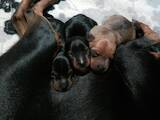 Собаки, щенята Карликовий пінчер, ціна 4000 Грн., Фото