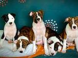 Собаки, щенята Стаффордширський бультер'єр, ціна 4990 Грн., Фото