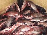 Рыбное хозяйство Рыба живая, мальки, цена 15 Грн., Фото